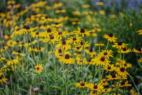 Black-eyed Susan | by JMS2