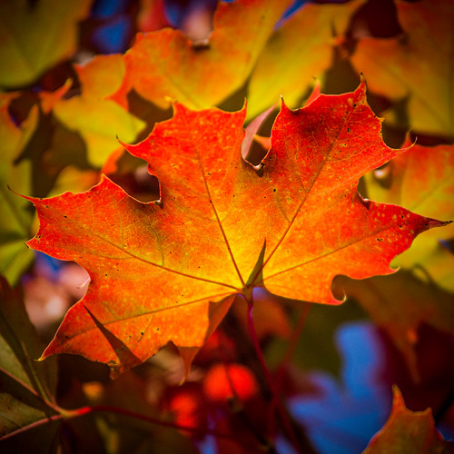 Backyard Maple Leaf