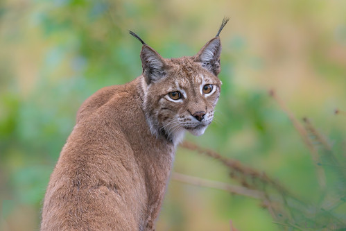 Female Lynx Portrait