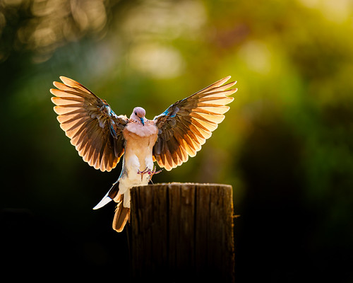 Landing Laughing Dove at Sunset | by sameer.alsaeed