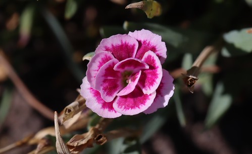 little Flower