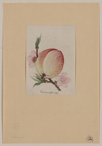 Momo (peach) (LOC) | by The Library of Congress