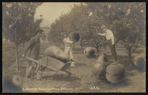 A Weastern Peach and peach orchard (LOC) | by The Library of Congress