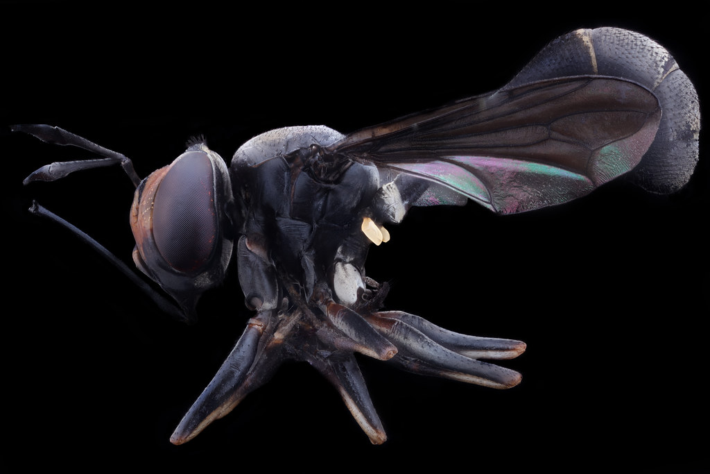 Physocephala species, f, side, USA Maryland_2026-07-28-10.33.35 ZS PMax UDR copy