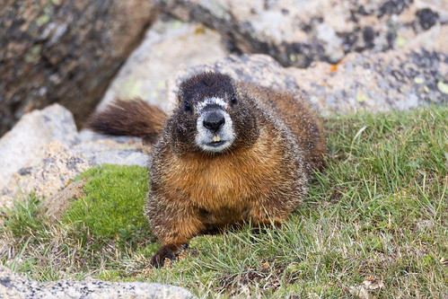 Marmot