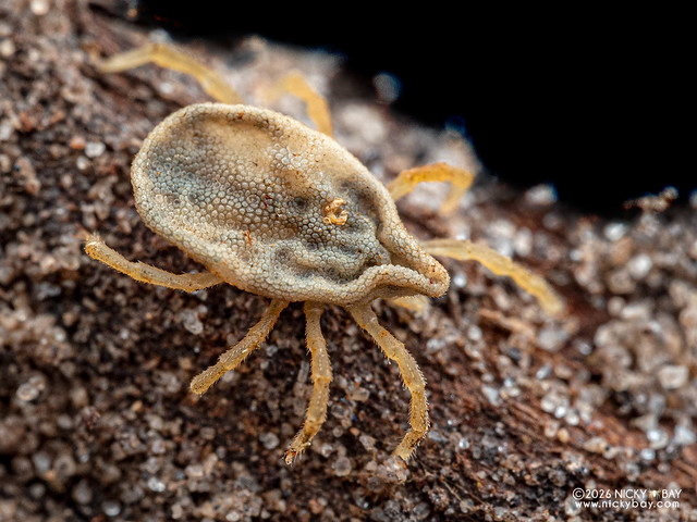Softbacked tick (Ornithodorinae) - P2155813