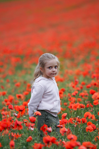 coquelicots