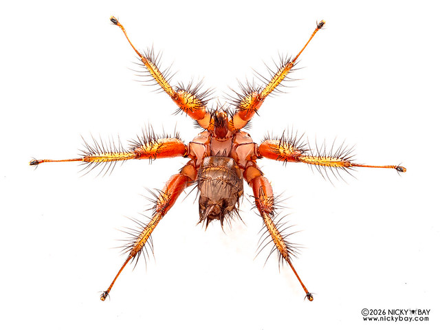 Bat fly (Penicillidia sp.) - P2155783