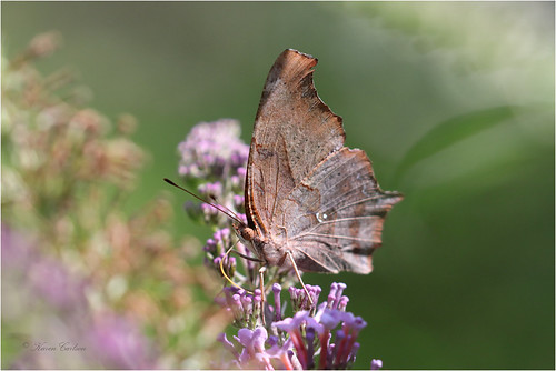 Question Mark Butterfly (Polygonia interrogationis) | by acadia_breeze4130