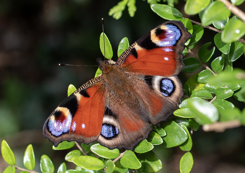 Peacock