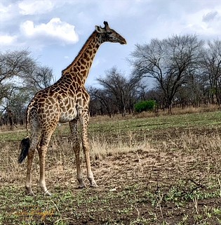Flickr photo: Giraffe 0CDEA955-FE0F-49BB-8BE8-30CC926A8DCF_1_102_aTopaz copy
