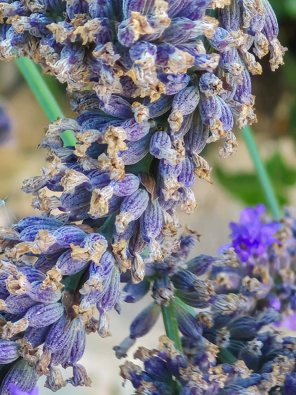 Lavender flowers, close view