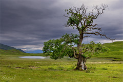 Lonely Scottish Tree
