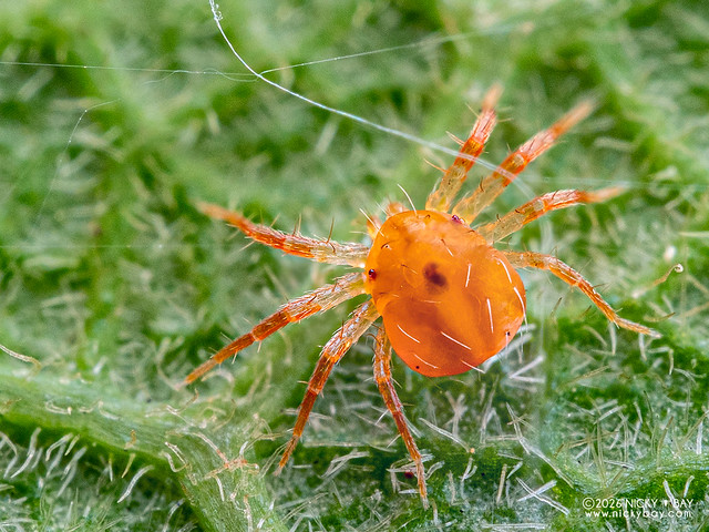 Whirligig Mite (Anystis sp.) - P2145264