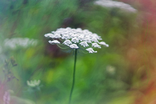 Queen Anne's Lace | by JMS2