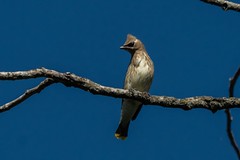 Juvenile cedar waxwing