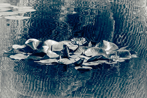 floating flowers | by Lesley~B