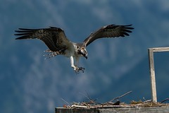 Osprey Fledgling