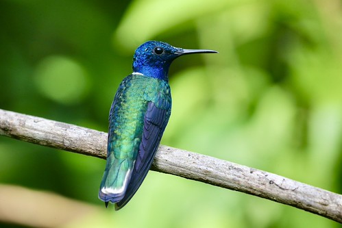 WHITE NECKED JACOBIN | by tony.cox27