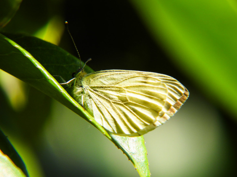 Small white warming up