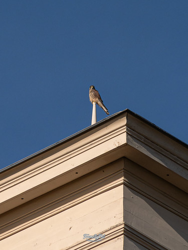 Kestrel on a roof