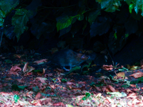 Skulking rat, Bantock