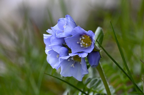 Boreal Jacob's Ladder Polemonium boreale 1 of 2 photos | by Barbara Evans 7