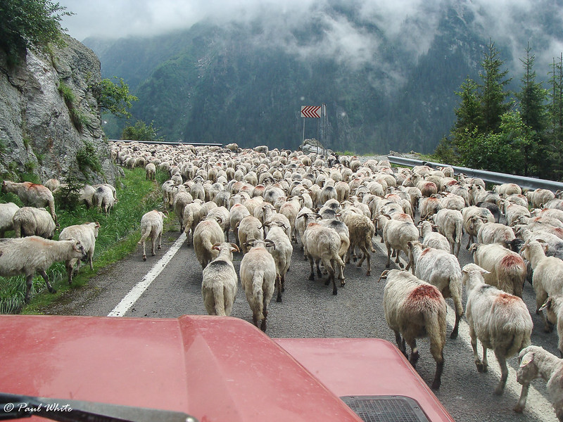 Sheep flock - Transfagarasan Highway