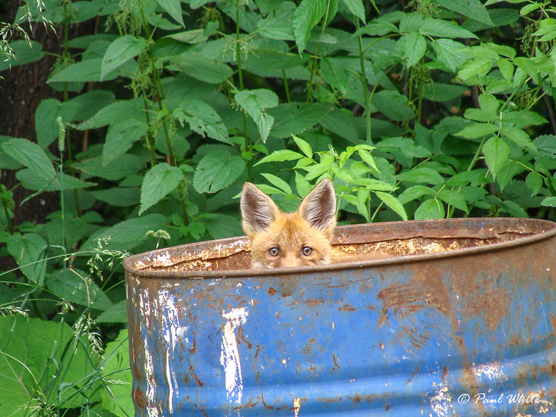 Fox in a bin :-)