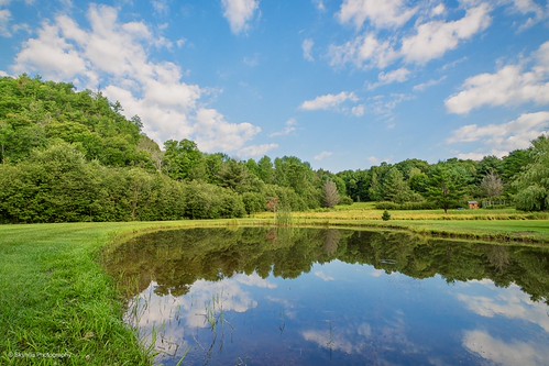 Pond reflections.