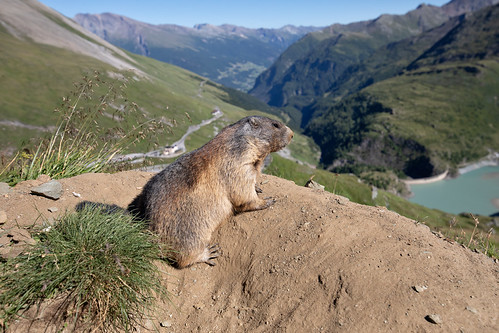 Marmots @ Austria 2026