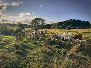 Flickr photo: (26.5.8.) 365-217 In the meadows