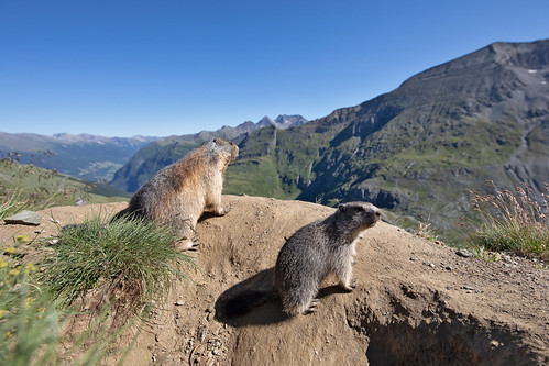Marmots @ Austria 2026