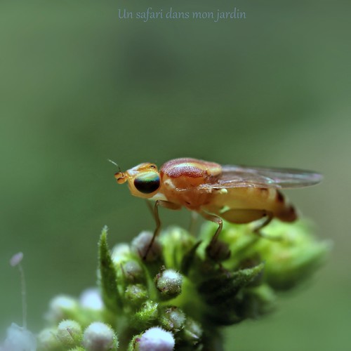 Meromyza sp.