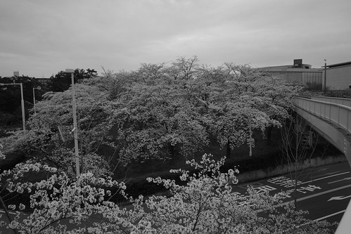 Sakura monochrome 2025