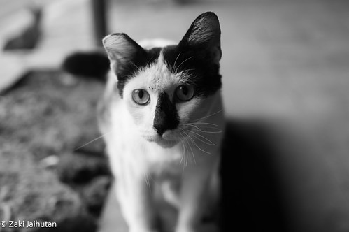 Puss 25 (260802-27)