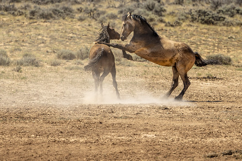 Mustang - Equus Ferus Caballus