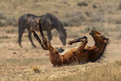 Mustang - Equus Ferus Caballus