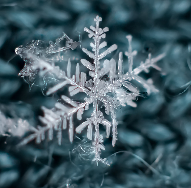 Macro — cover photograph