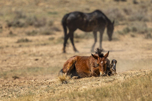 Mustang - Equus Ferus Caballus