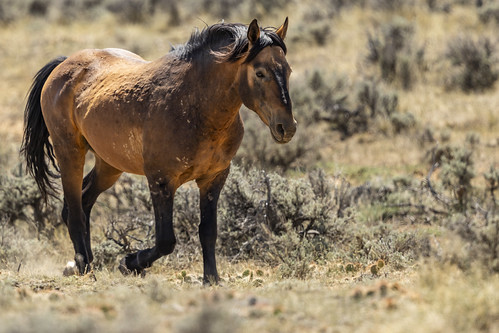 Mustang - Equus Ferus Caballus