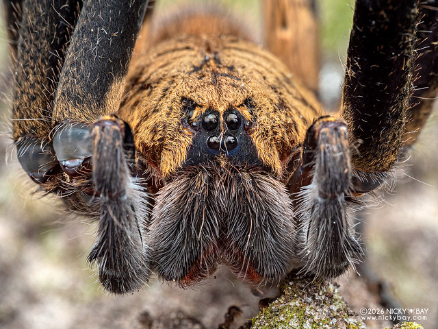 Wandering spider (Macroctenus kingsleyi) - P2198622