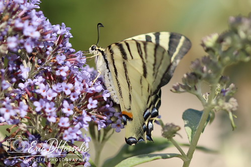 Flambé (Iphiclides podalirius)