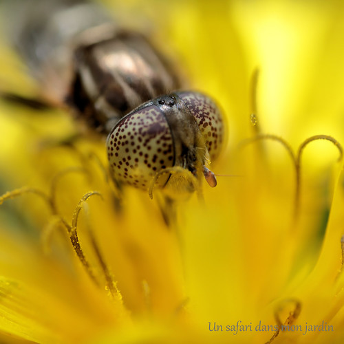 Eristalinus megacephalus
