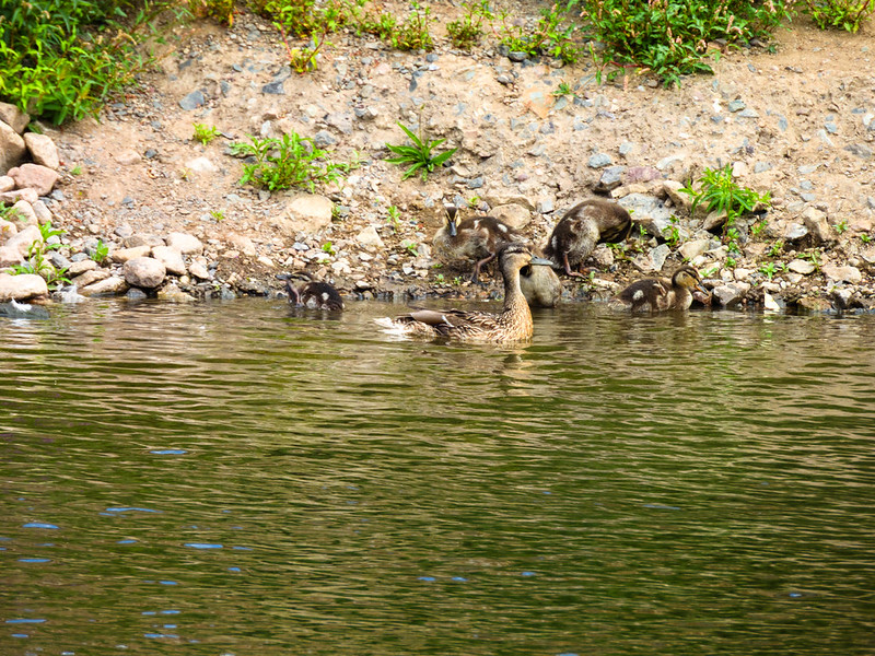 Duck and ducklings, Bewdley
