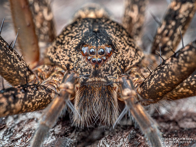 Fishing spider (Dolomedes sp.) - P2210584