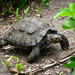 Tortoise on the Move Tortoise on the Move