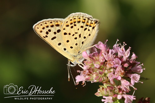 Cuivré fuligineux --- Argus myope (Lycaena tityrus)