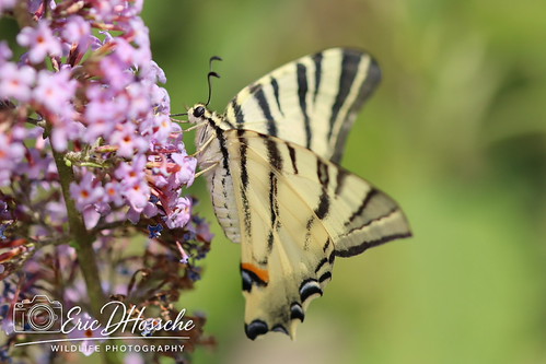 Flambé (Iphiclides podalirius)