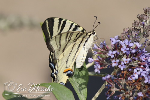 Flambé (Iphiclides podalirius)